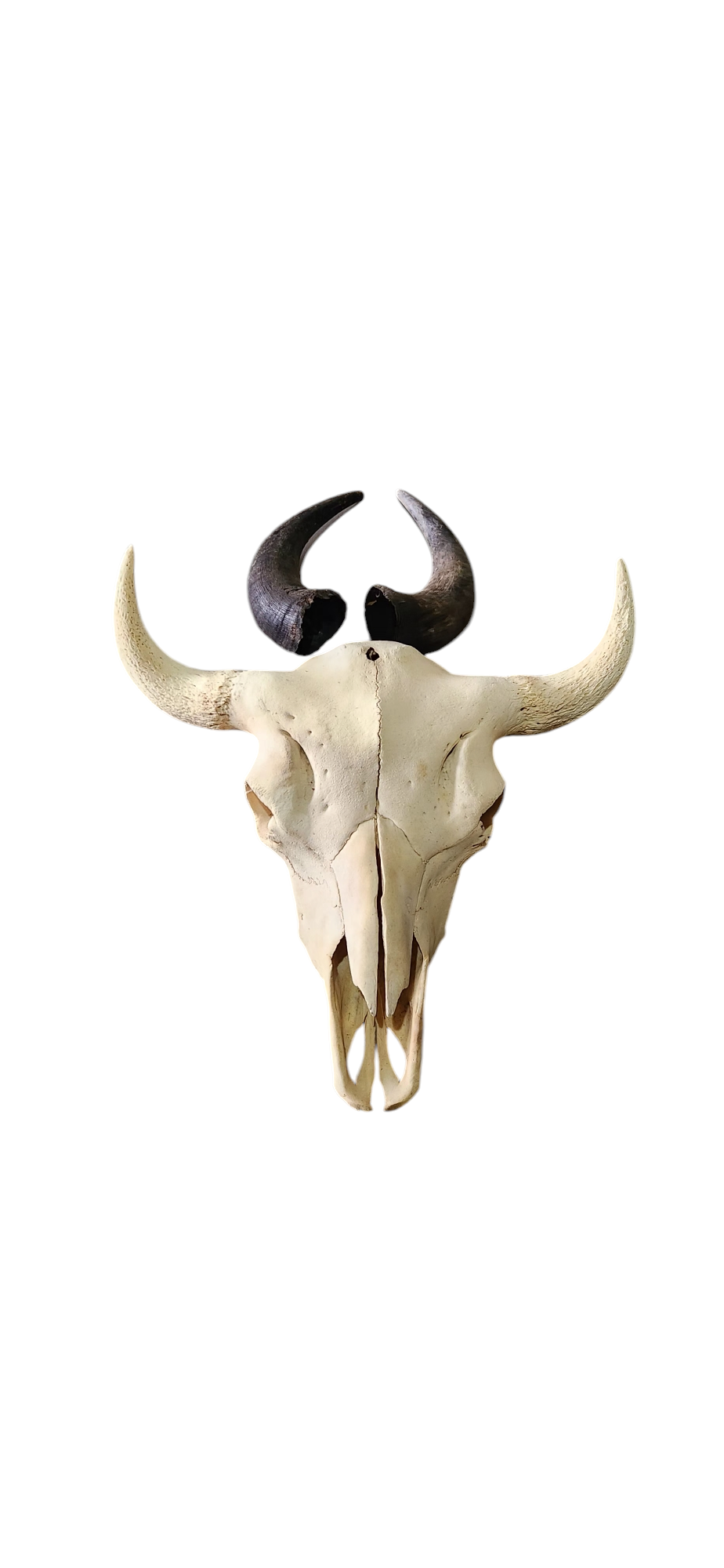Original Buffalo Skull