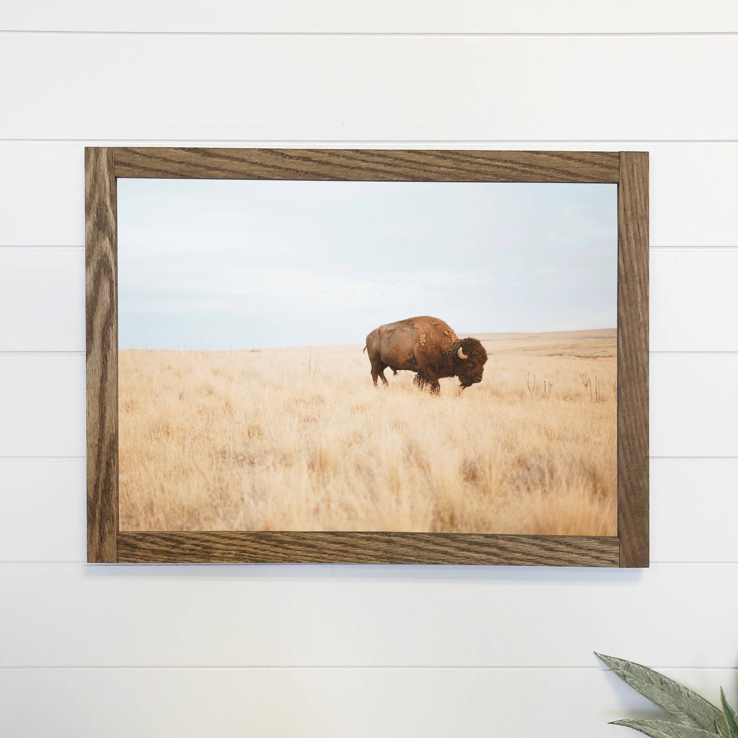 Lone Buffalo Canvas