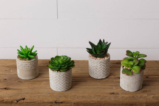 Succulent In Cement Pot