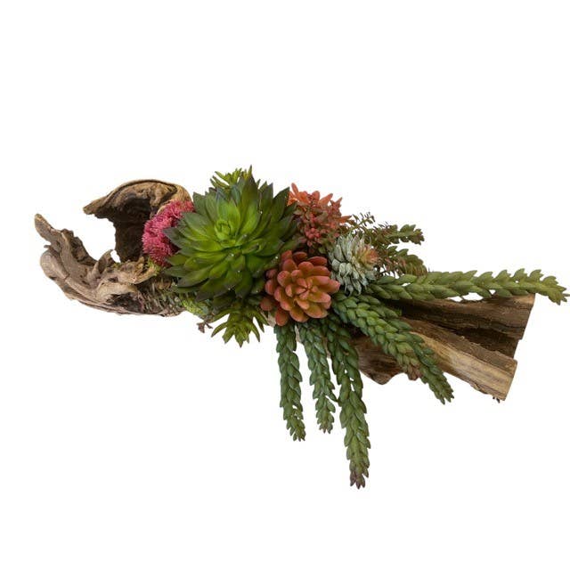 Cacti Succulent Log