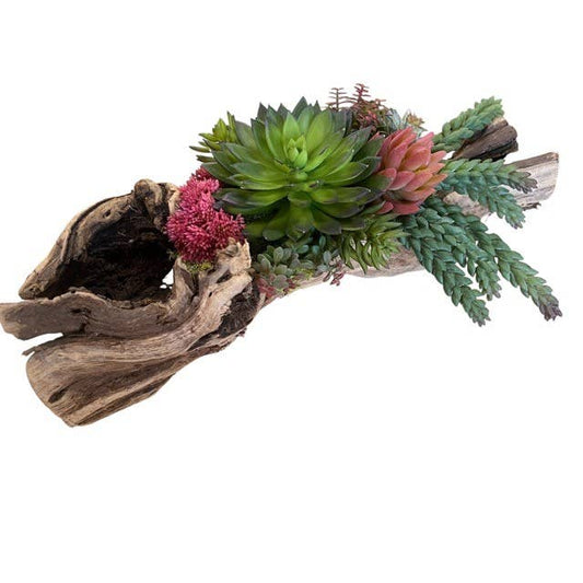 Cacti Succulent Log