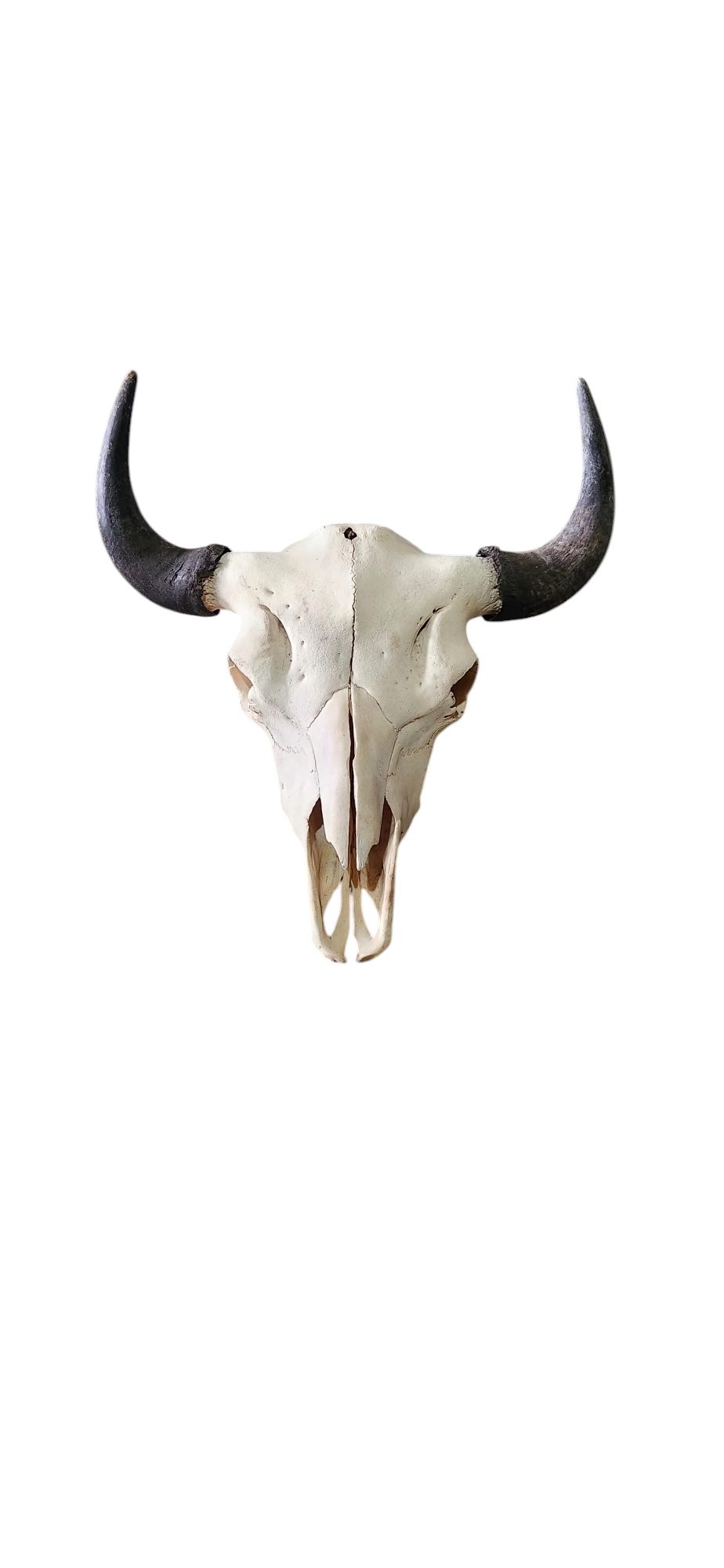 Original Buffalo Skull