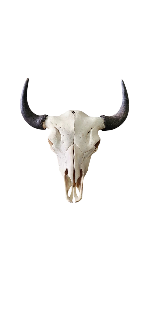 Original Buffalo Skull