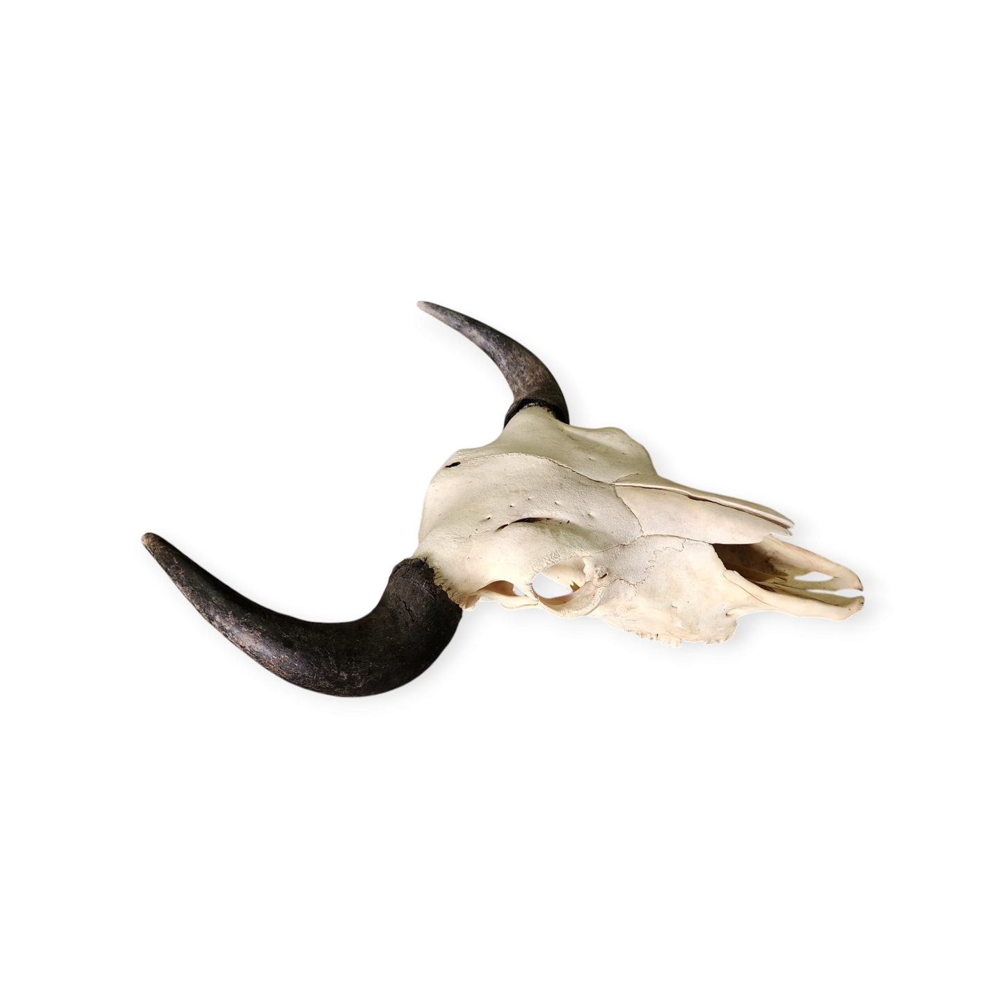 Original Buffalo Skull