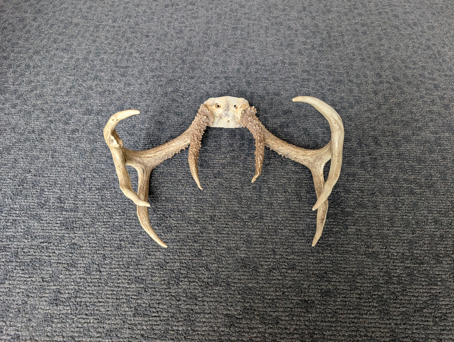 Antler Rack