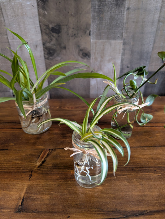 Water Babies - Plant