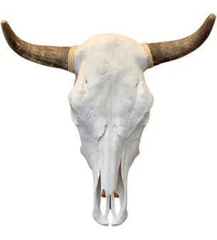 Cow Skull