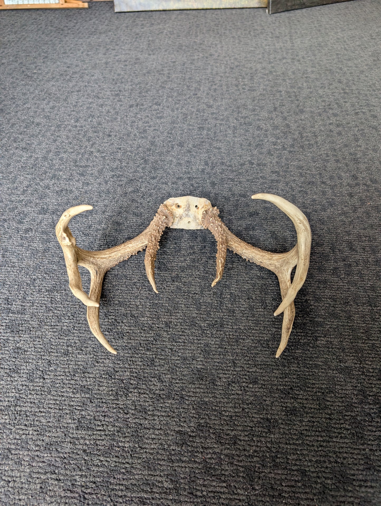Antler Rack